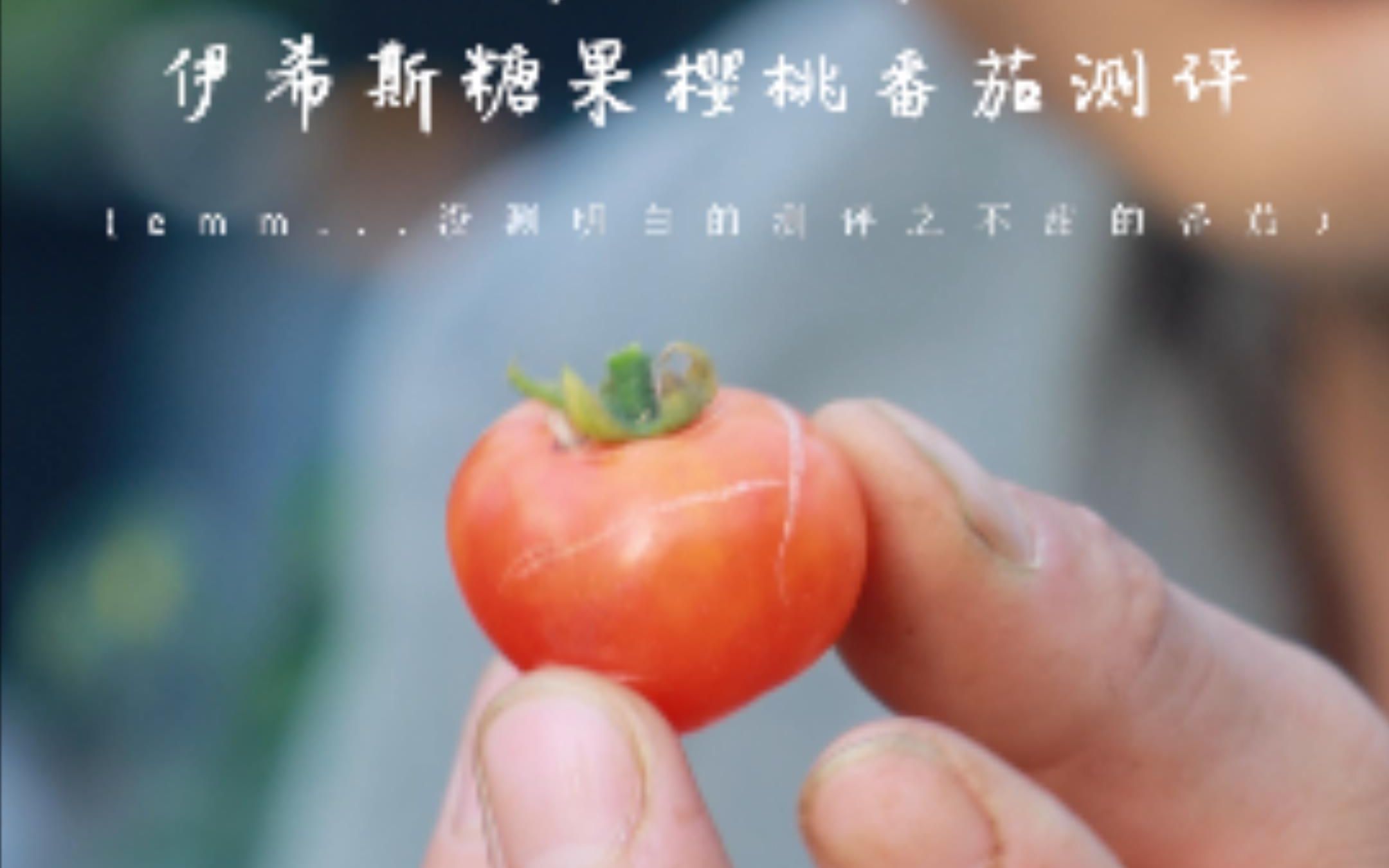 【蔬果测评】伊希斯糖果樱桃番茄 Isis Candy Cherry Tomato(不推荐)哔哩哔哩bilibili