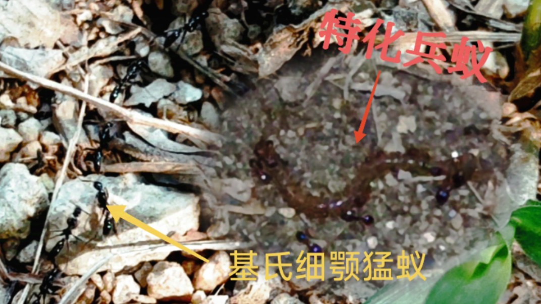 白天基氏细颚猛蚁排成一溜,晚上特化兵蚁鏖战水渠!
