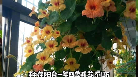 [图]不会水的莲花旱金莲，一年四季开花不断～