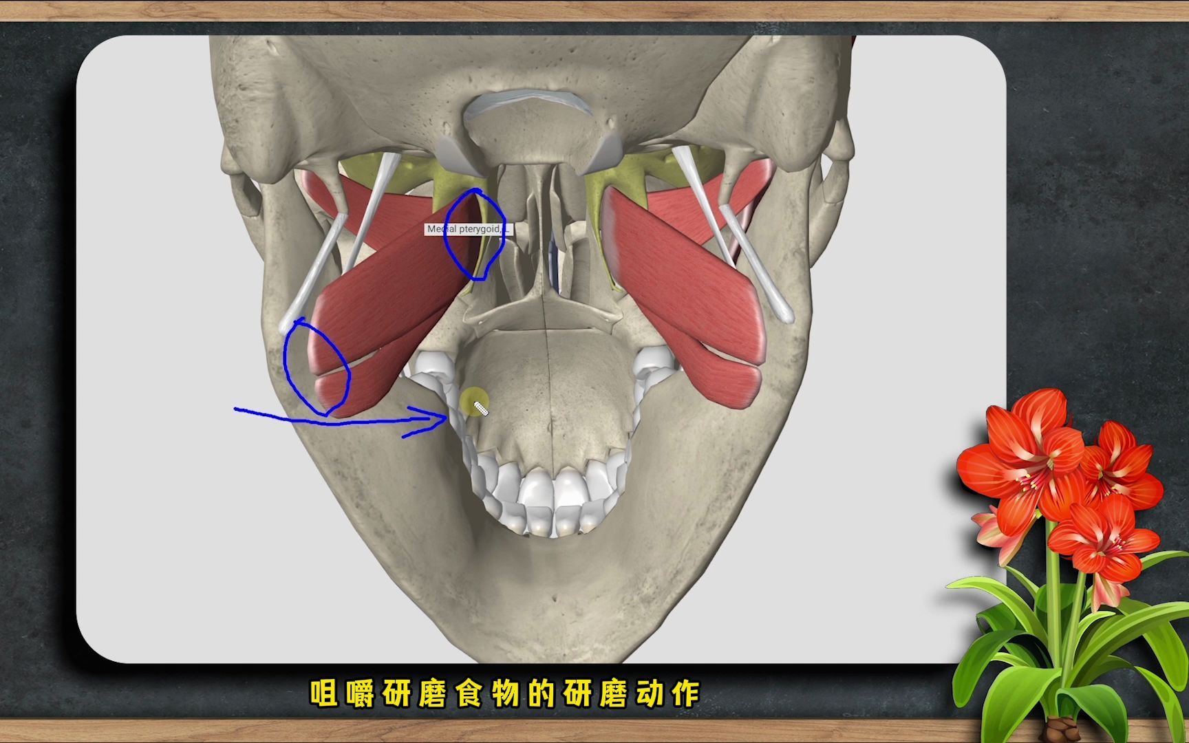 3D人体解剖课咀嚼肌翼内肌和翼外肌哔哩哔哩bilibili