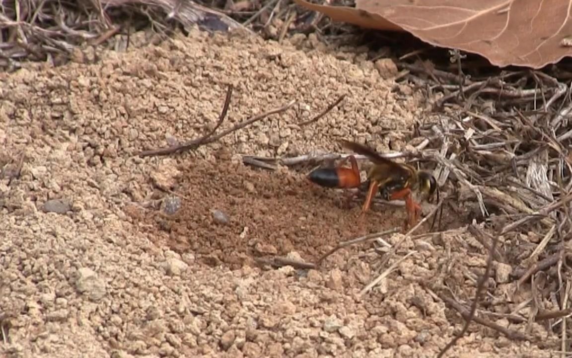 昆虫记 第1卷 第06章 红带泥蜂 [近缘种]大金带泥蜂挖洞筑巢及习性介绍哔哩哔哩bilibili