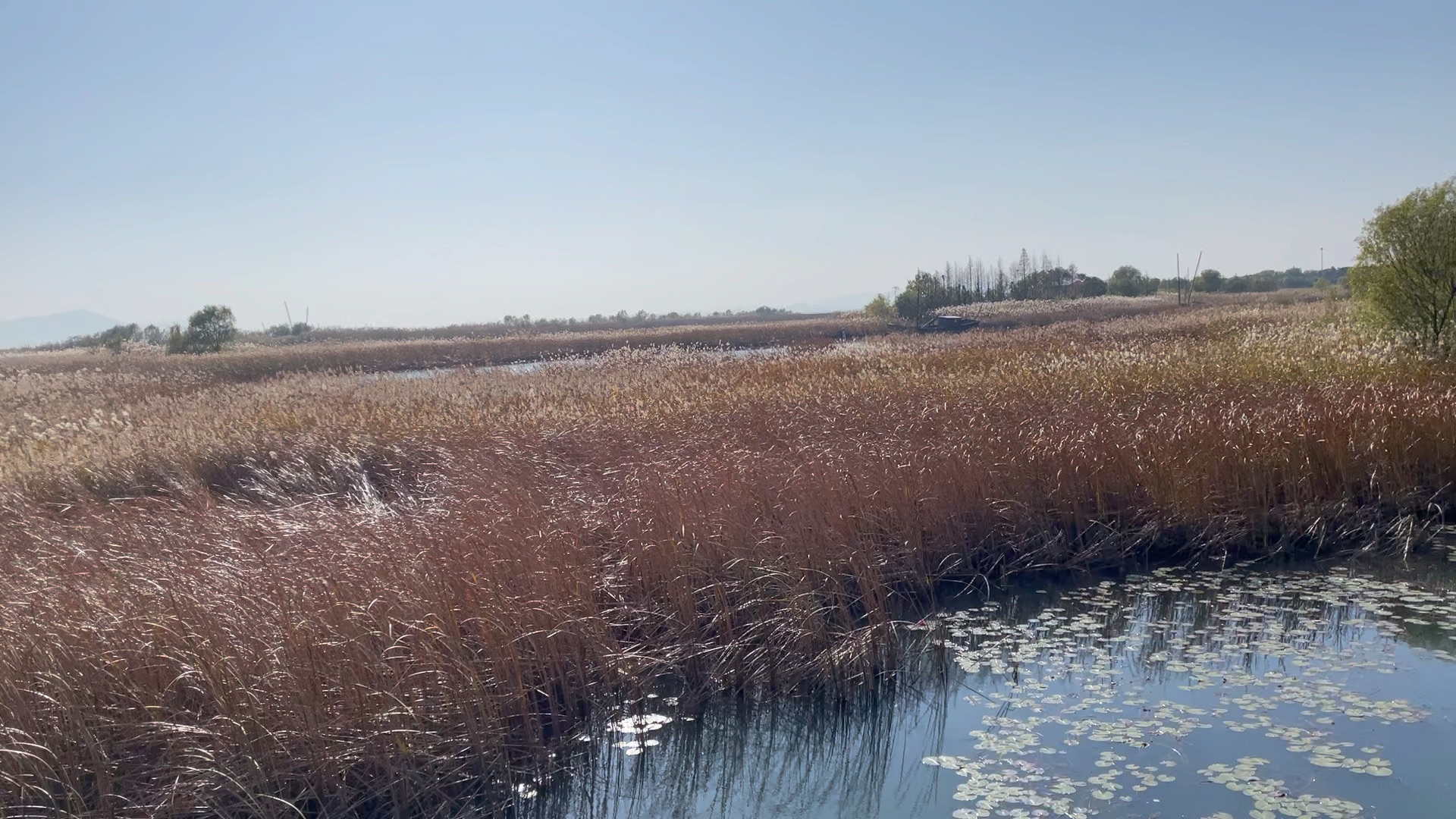苏州太湖芦苇荡