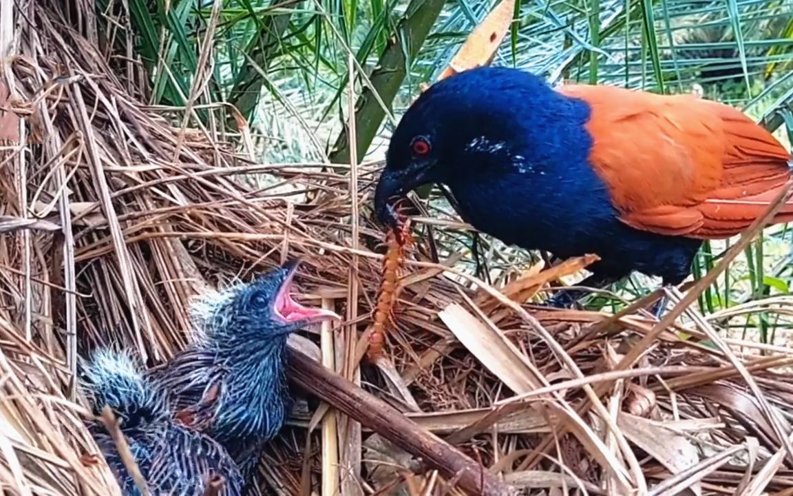 红毛鸡幼鸟:这辣条,我喜欢吃