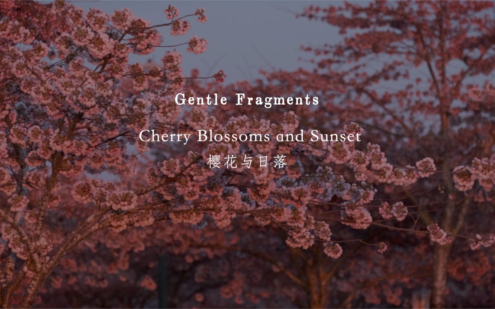 [图]A Feast of Cherry Blossoms and Sunset | 一场樱花与日落的盛宴「Gentle Fragments #10」