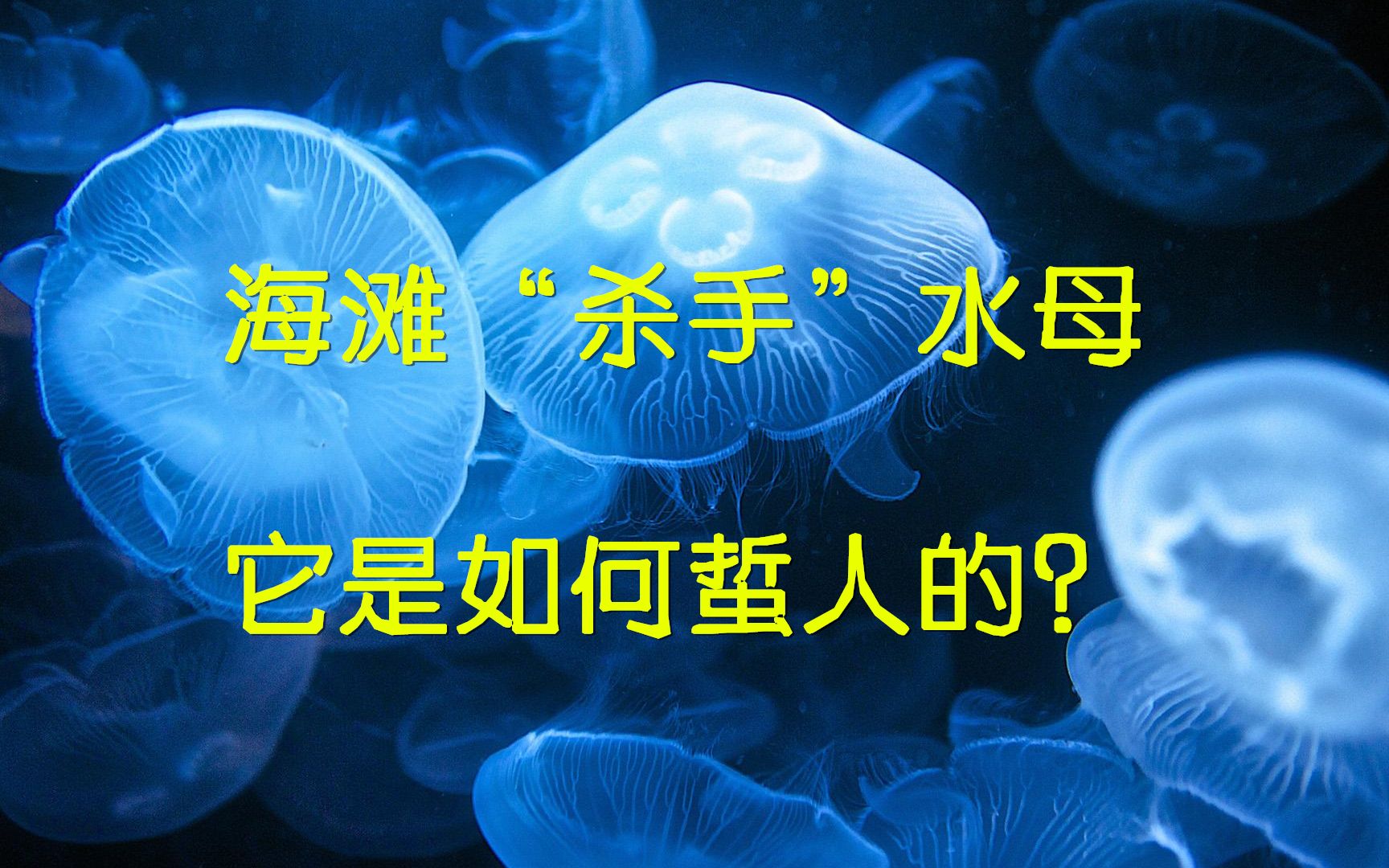 海滩"杀手"水母,它是如何蜇人的?被蜇后又该如何处理?
