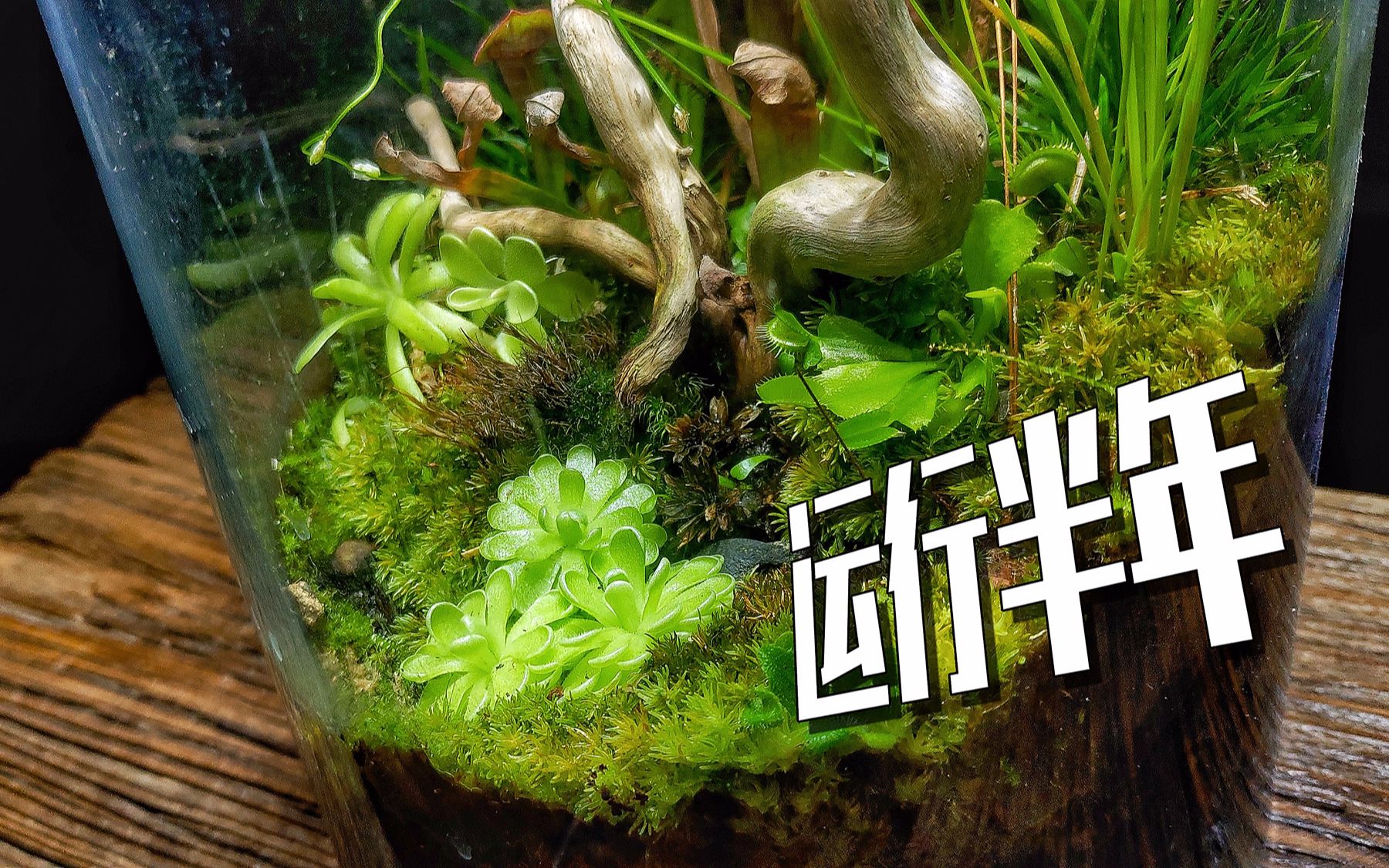 运行了半年的食虫植物缸现在什么样子了