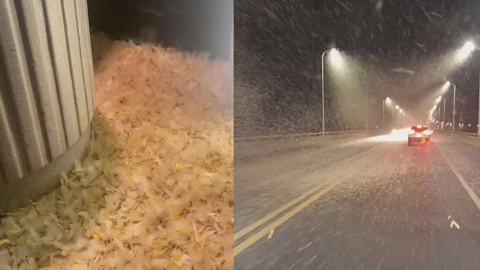 常德汉寿再现大量蜉蝣:白色飞虫漫天飞舞,地面如积雪交通一度封闭哔哩哔哩bilibili