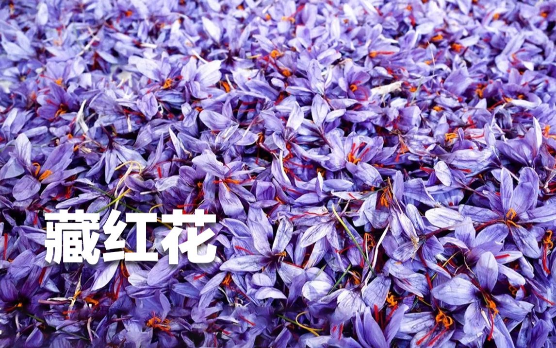 [图]【科普】为什么香料“藏红花”这么贵？