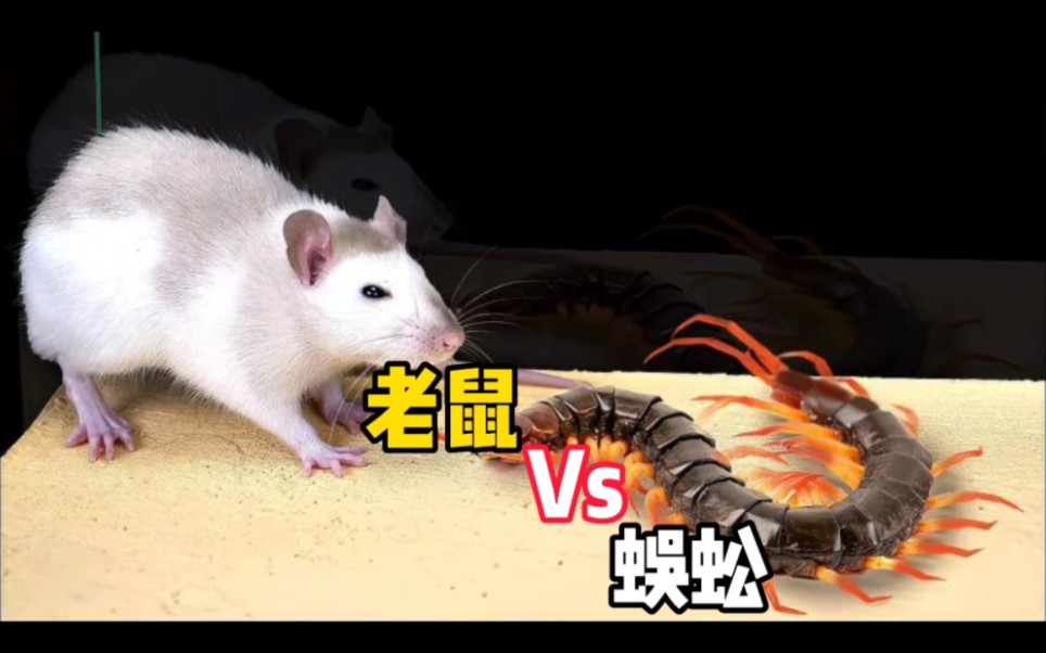 蜈蚣vs老鼠图片