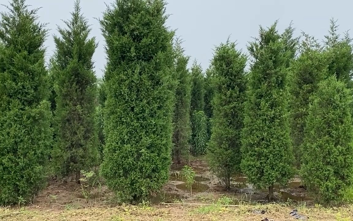 蜀桧 四季常绿松柏类植物 公路隔离带遮光遮挡苗木 园林绿化耐修剪树木哔哩哔哩bilibili