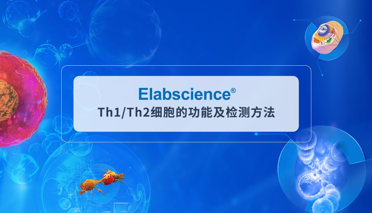 ElabscienceTh1Th2细胞功能、鉴定方法及意义哔哩哔哩bilibili