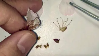解剖一朵花（桃花的结构）