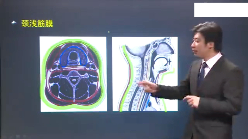 [图]口腔解剖学 0311 颈部局部解剖