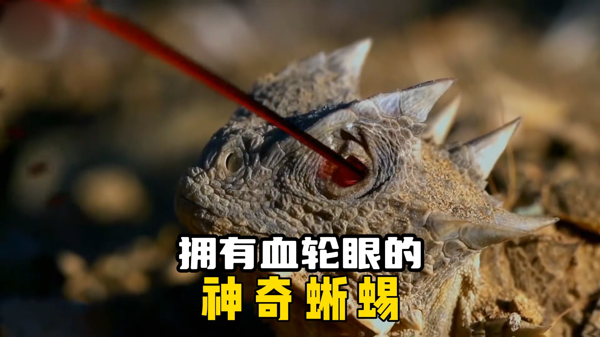 眼睛会喷血的神奇蜥蜴,微距世界