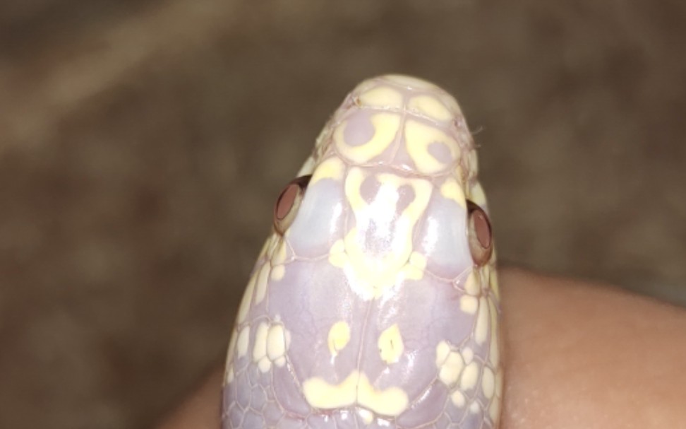 肥尾守宫,德州鼠蛇,腊彩雷龙_哔哩哔哩_bilibili