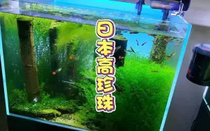 Download Video: 高珍珠确实很适合入门！