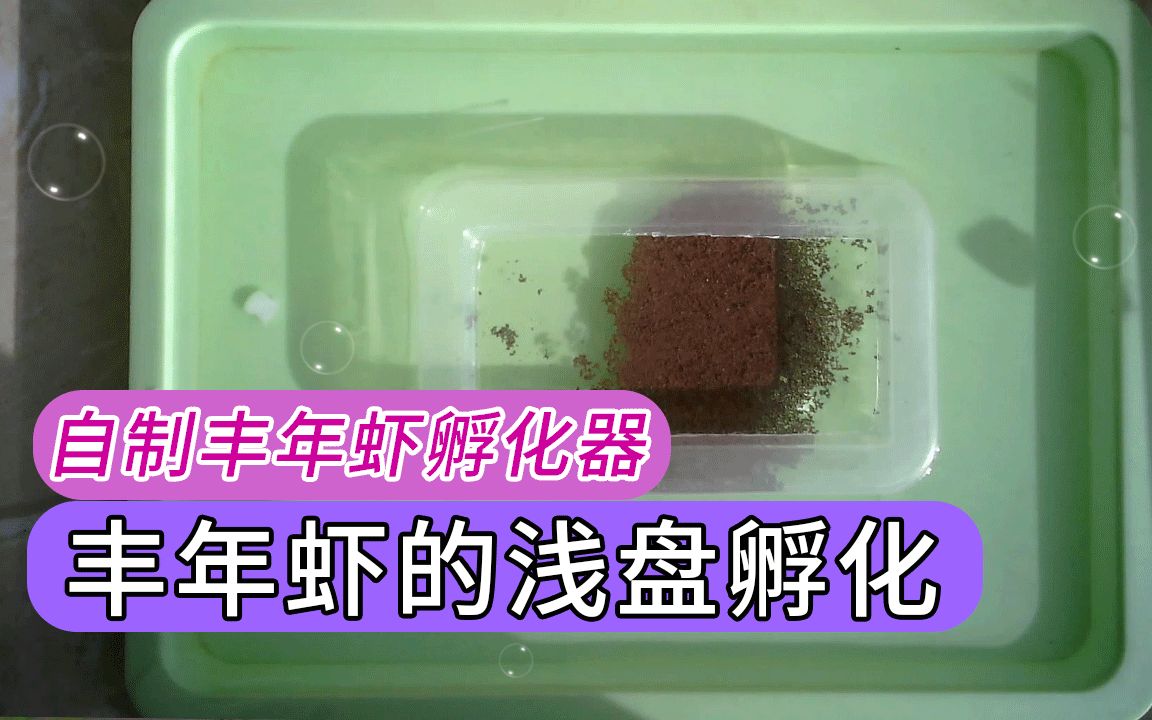 丰年虾浅盘孵化 自制丰年虾孵化器 盐水比例节约 阳台等出虾_哔哩哔哩