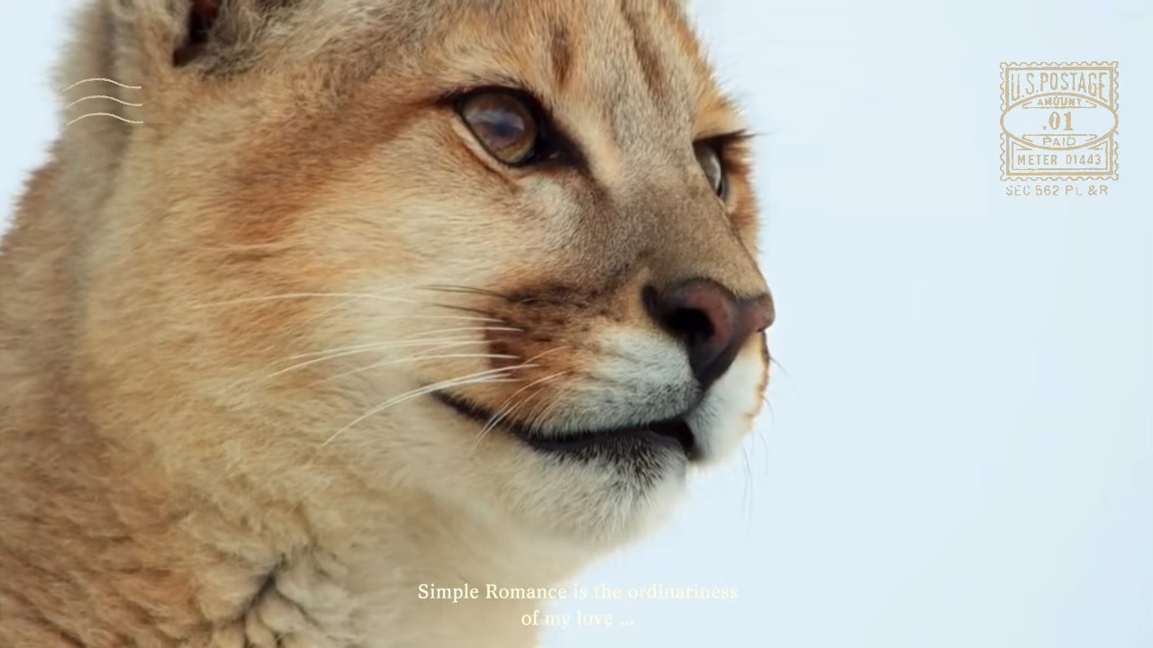 《动物世界》| 美洲狮妈妈狩猎记!母爱的力量有多强大?哔哩哔哩bilibili