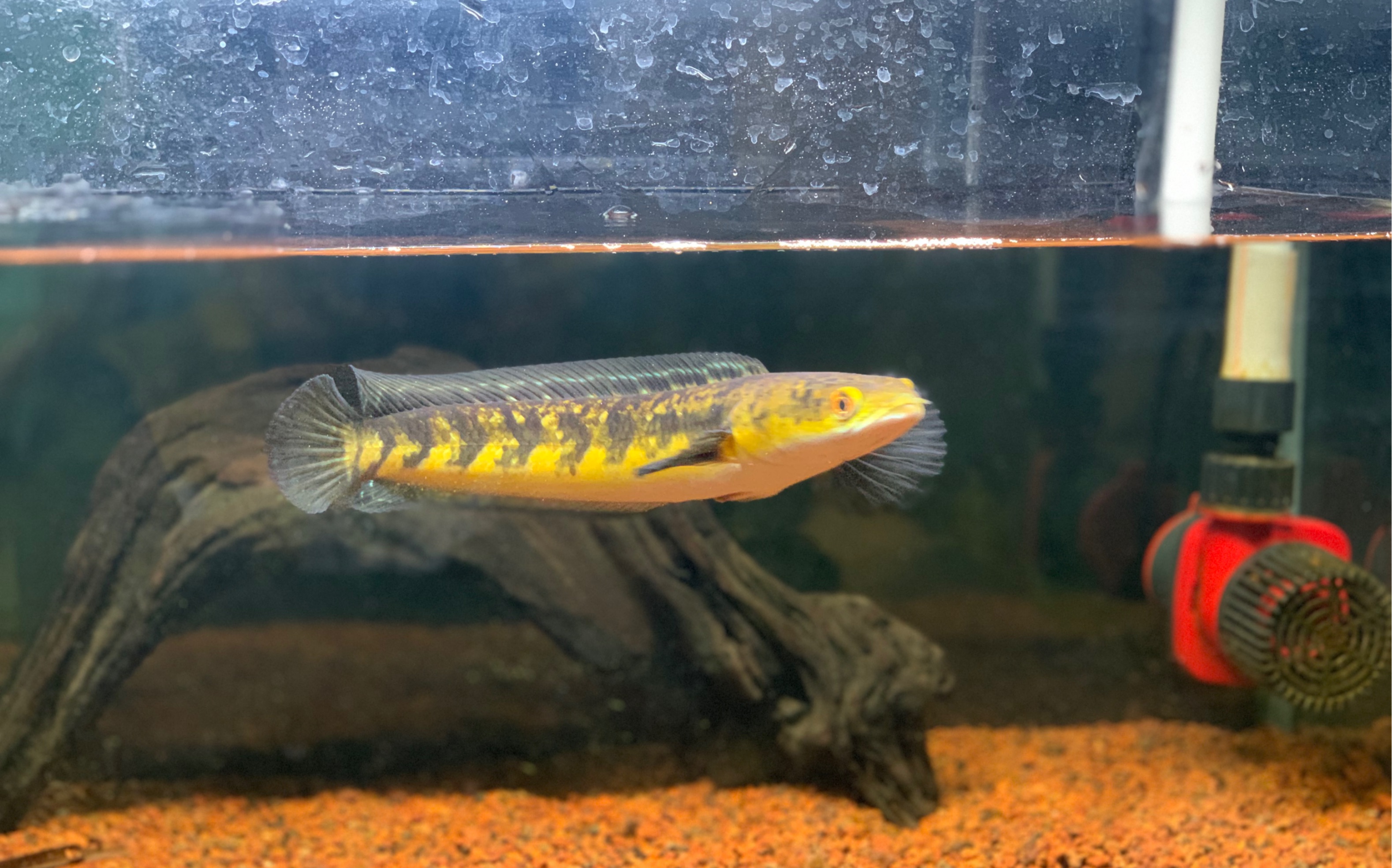 疯狗黄魔神雷龙