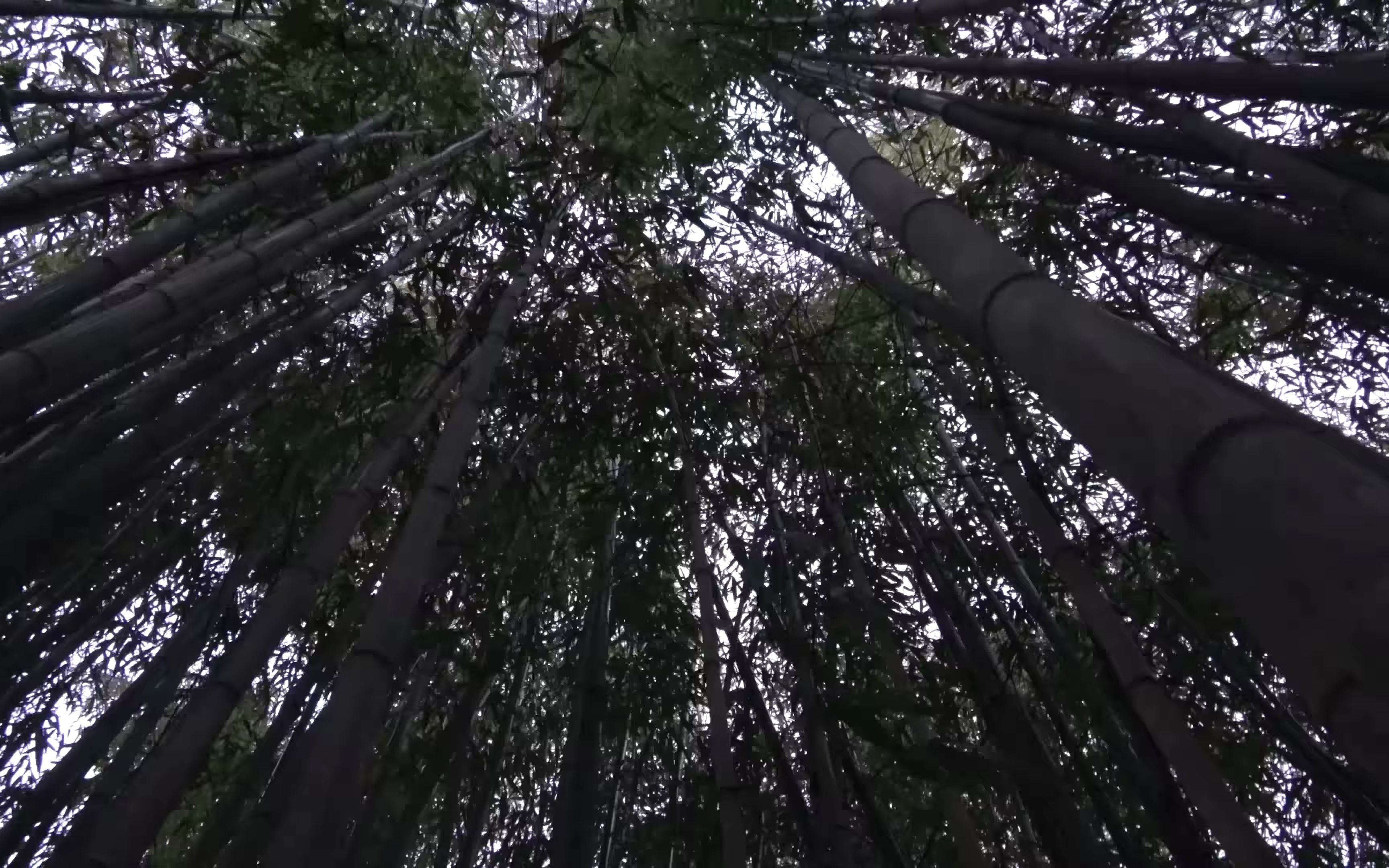 [图]Wind through bamboo