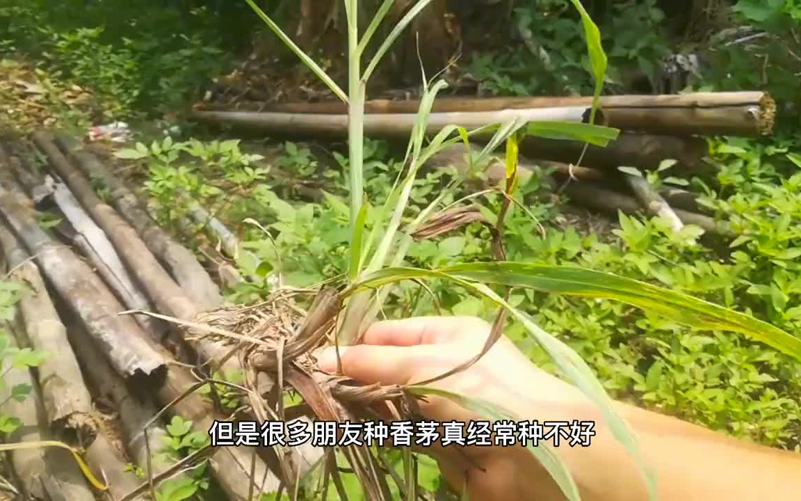 【阳台种菜】香茅草”晒干能卖30元?比月季、绿萝更受喜欢,花盆也能种哔哩哔哩bilibili