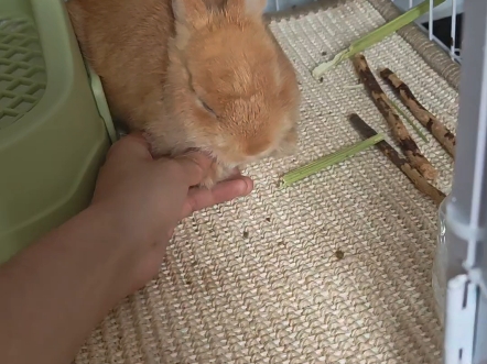 兔兔手手超滑!超好摸!