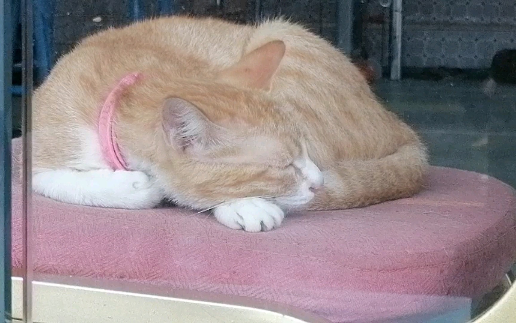 活动  睡觉的橘猫