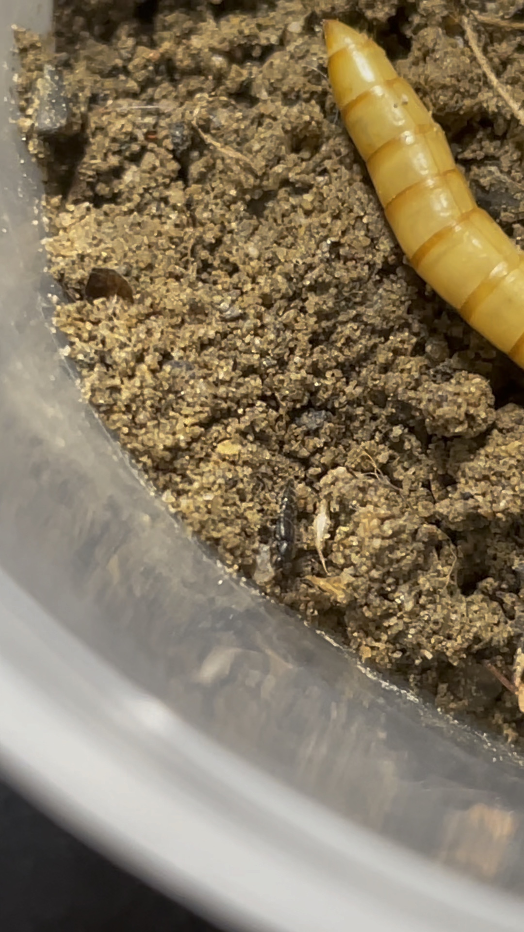 北京本地产突眼隐翅虫属隐翅虫,体长五毫米左右,野外栖息于沙土地乱石