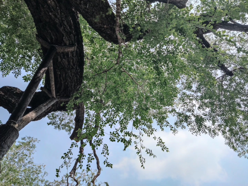 百年榆树的春天