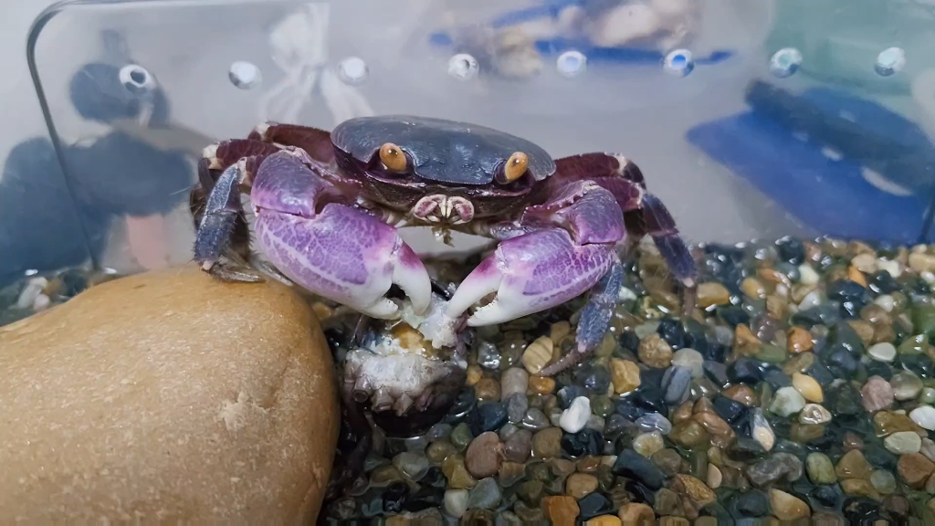 格雷陆方蟹品尝束腰蟹