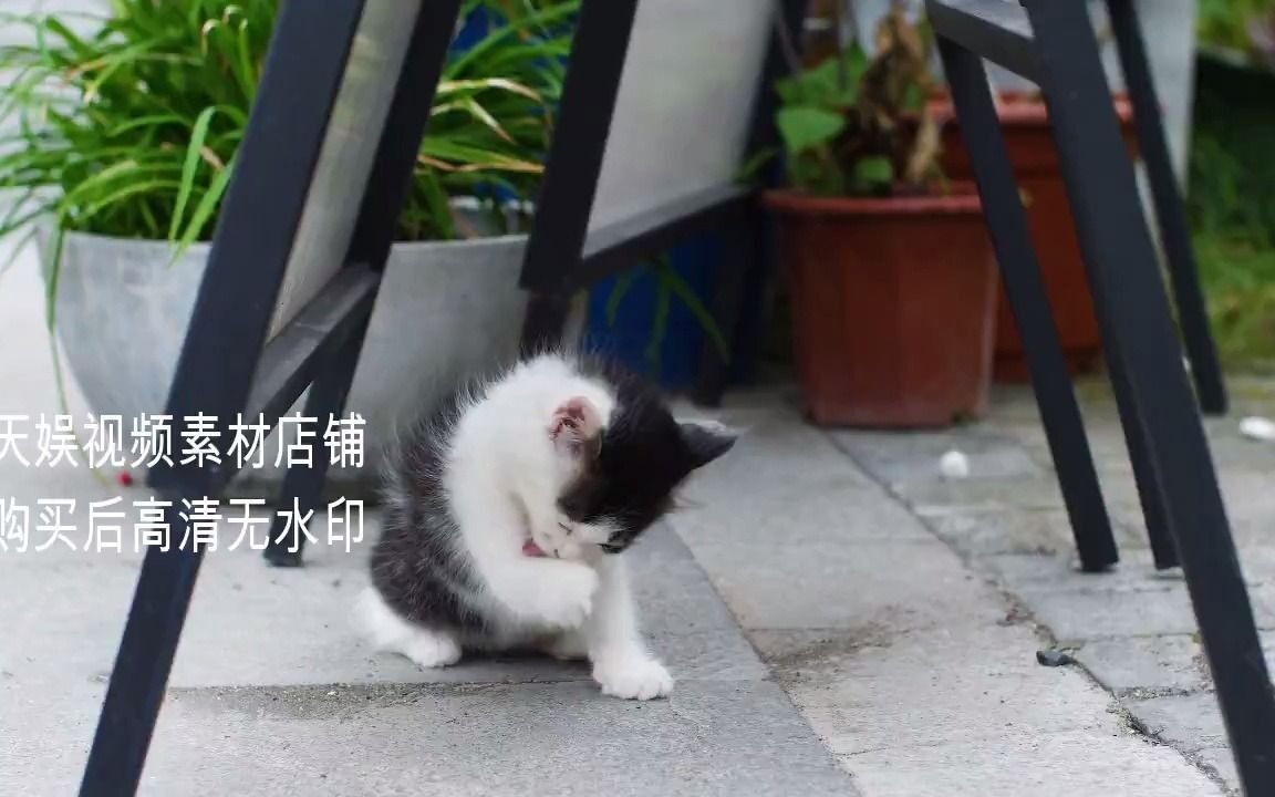 5108835户外花园玩耍的可爱小猫咪合集4k视频素材 萌宠治愈系小动物哔哩哔哩bilibili