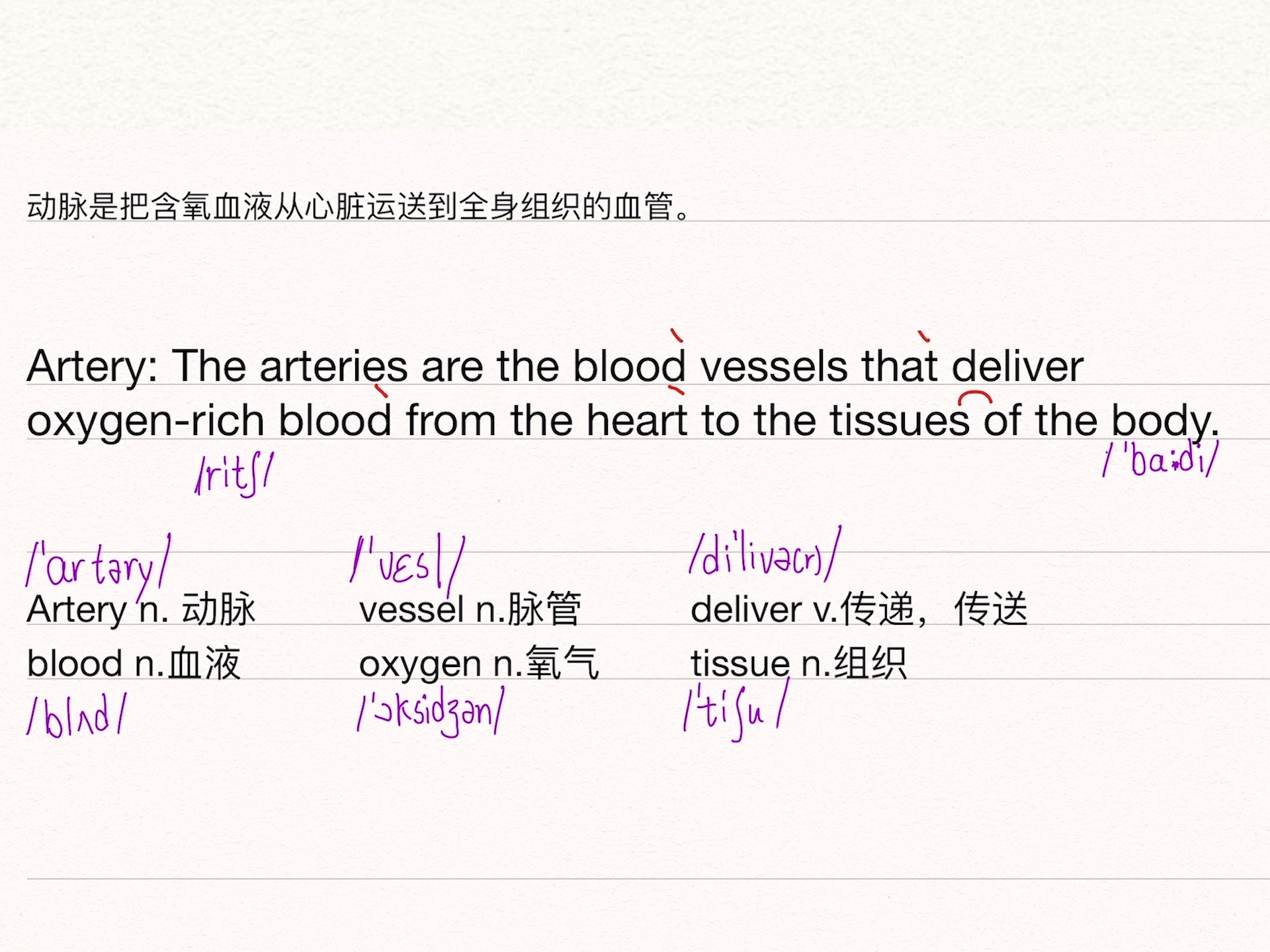 【医学英语】每天3分钟Artery哔哩哔哩bilibili