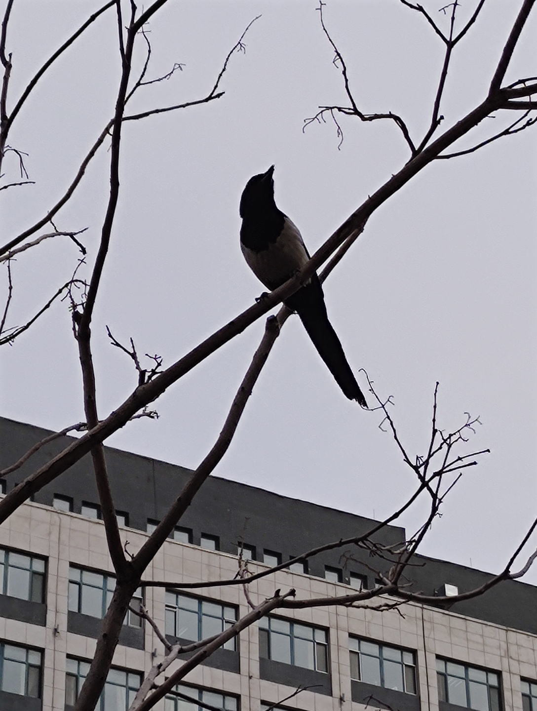 出门遇到小喜鹊