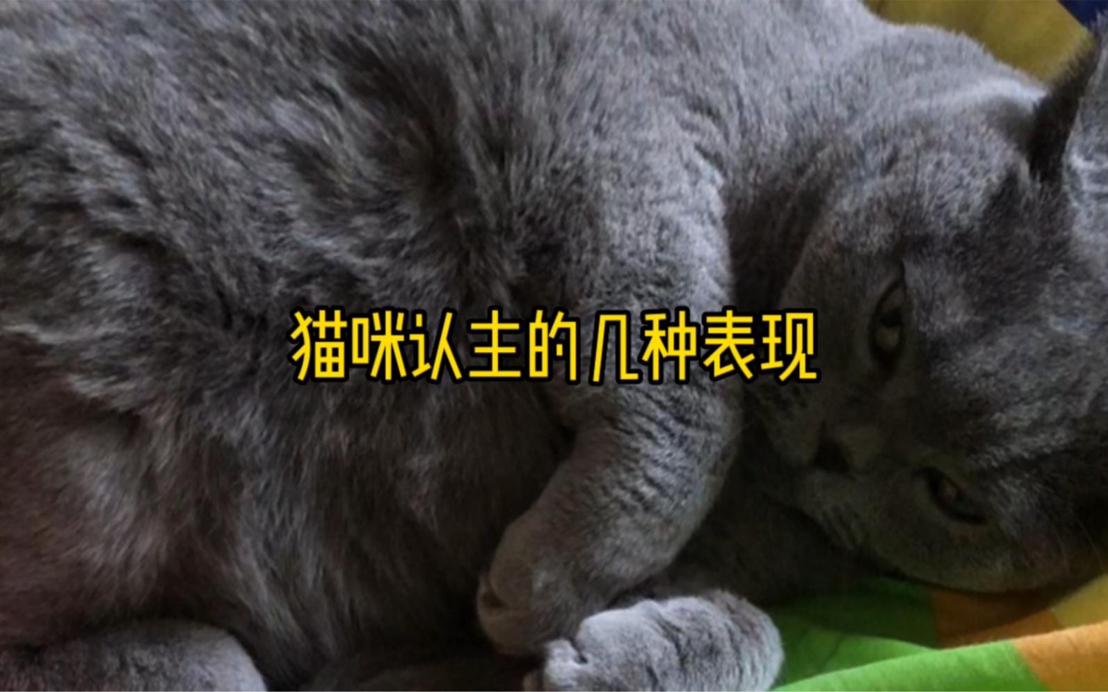 猫咪认主的几种表现!哔哩哔哩bilibili