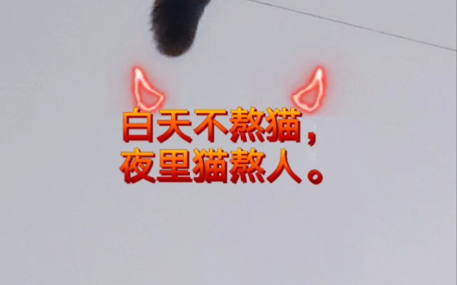 白天不熬猫,夜里猫熬人.
