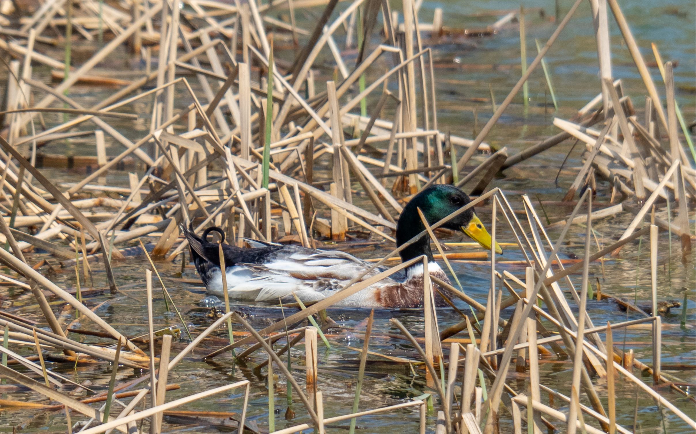 芦苇丛中的雄性绿头鸭
