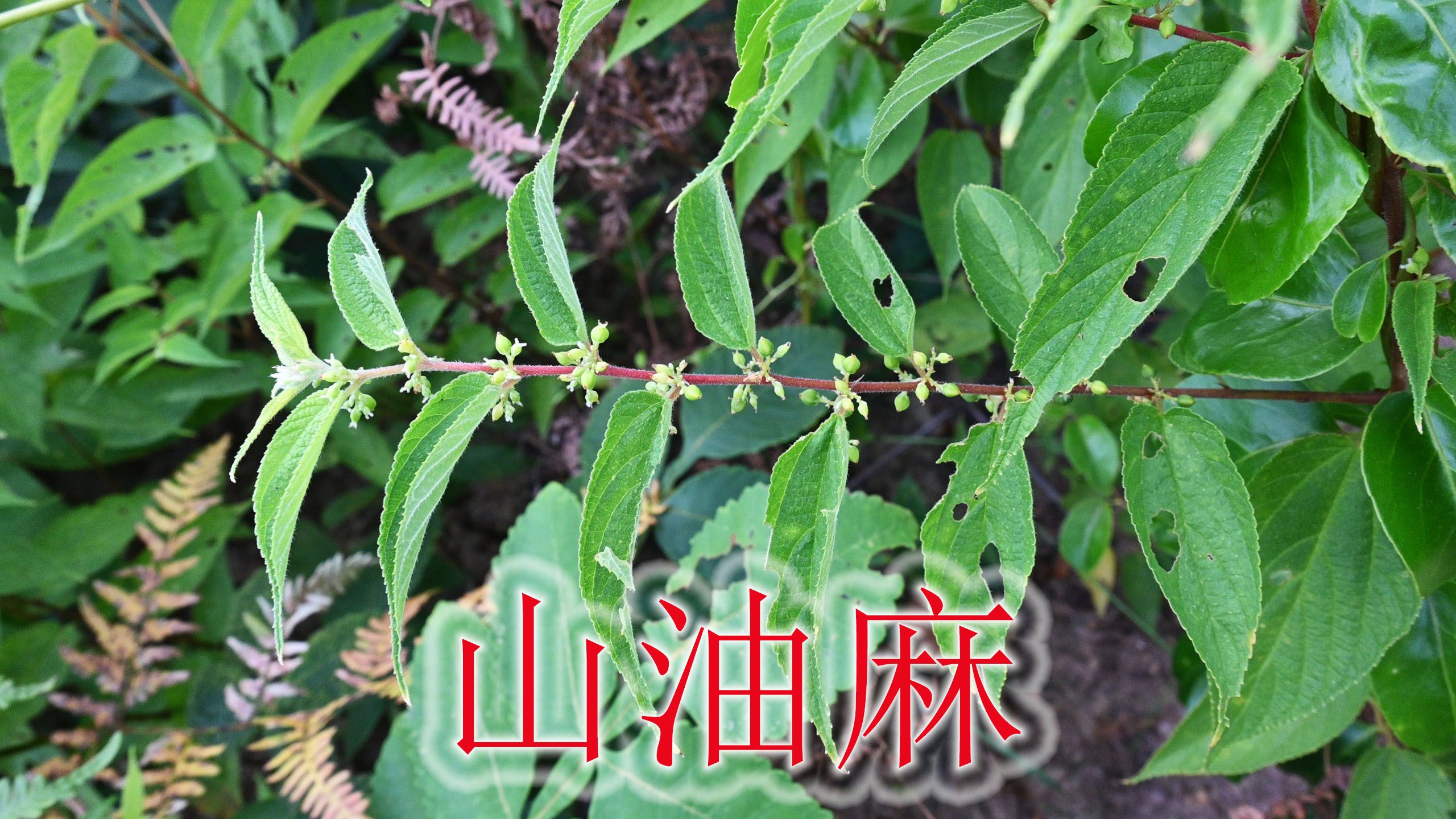 江湖郎中用到“山油麻”,被称为“狗皮膏药”,植物有独特价值哔哩哔哩bilibili