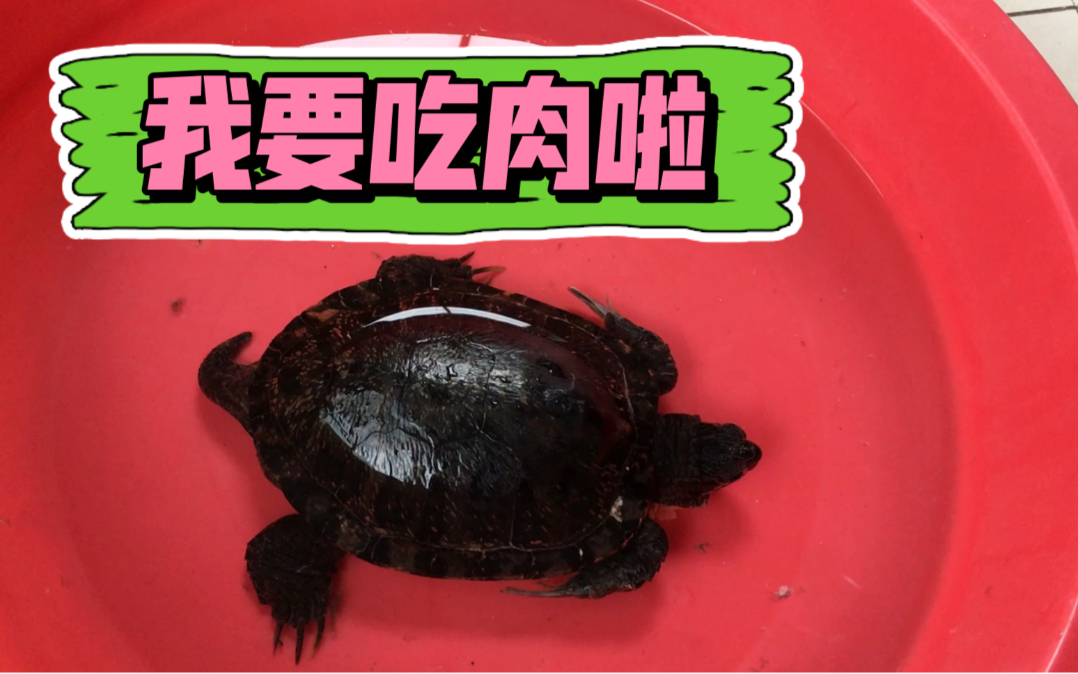 疫情封闭小区管控,乌龟吃肉,人吃素…_哔哩哔哩_bilibili