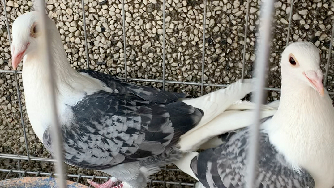 雨点蝴蝶背种鸽,分享出来给大家欣赏一下