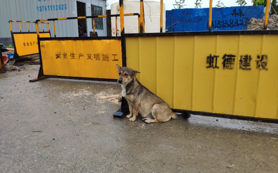 工地狗的风雨无阻