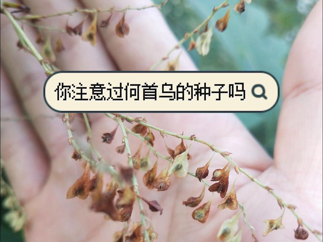 你注意过它的种子吗?何首乌,是蓼科蓼族何首乌属多年生缠绕藤本植物哔哩哔哩bilibili