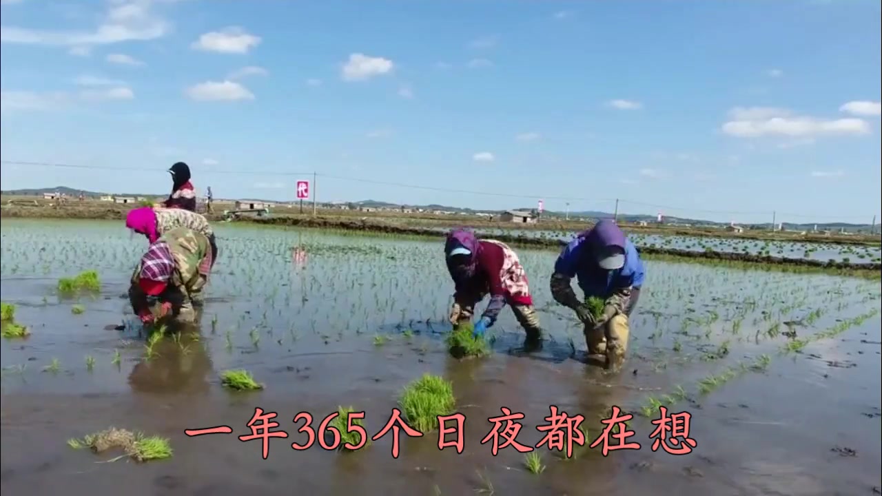 [图]又是农忙时，一首《人在天涯心在家乡》听哭了多少游子对家乡的思念