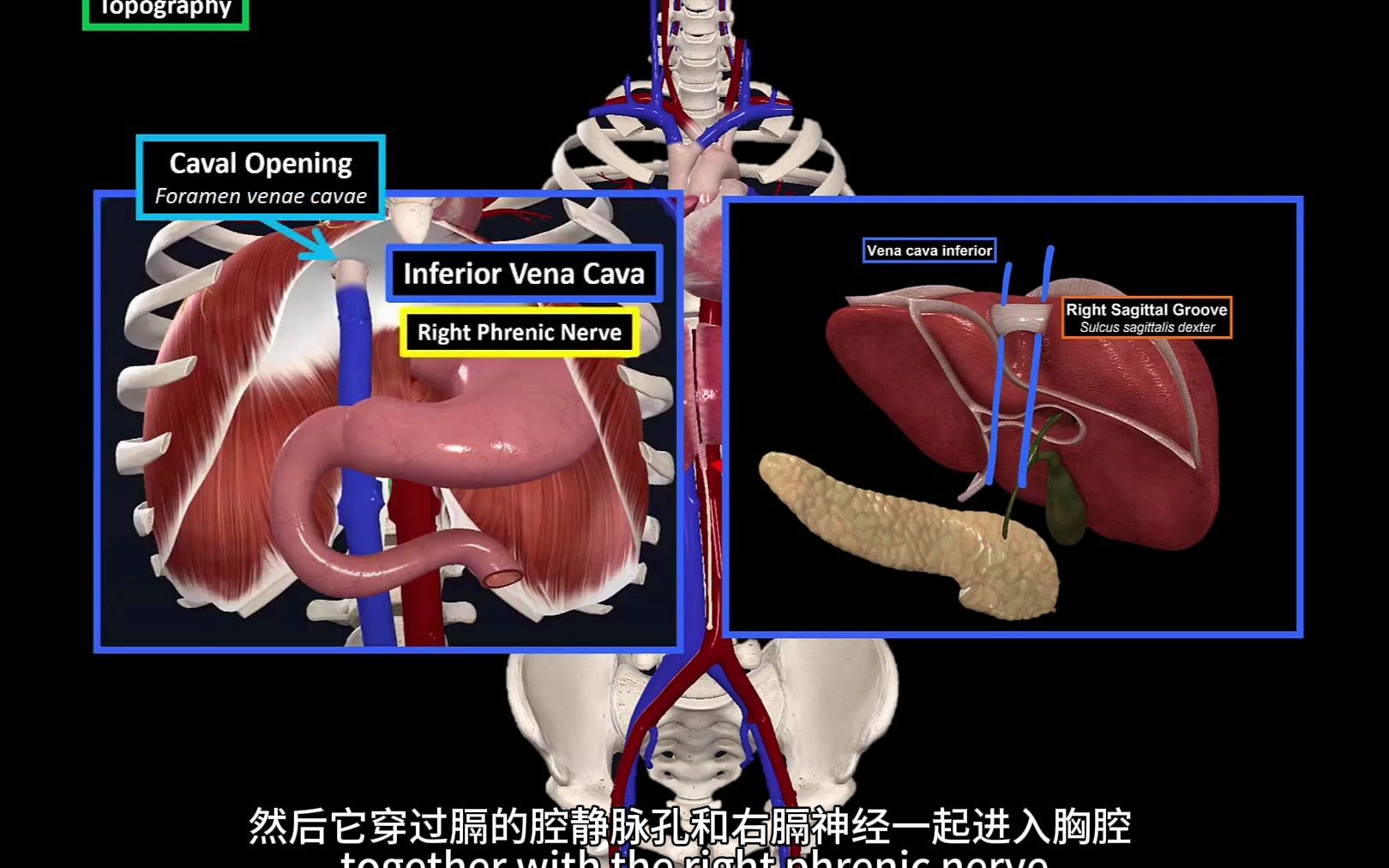 [搬运][字幕]下腔静脉哔哩哔哩bilibili