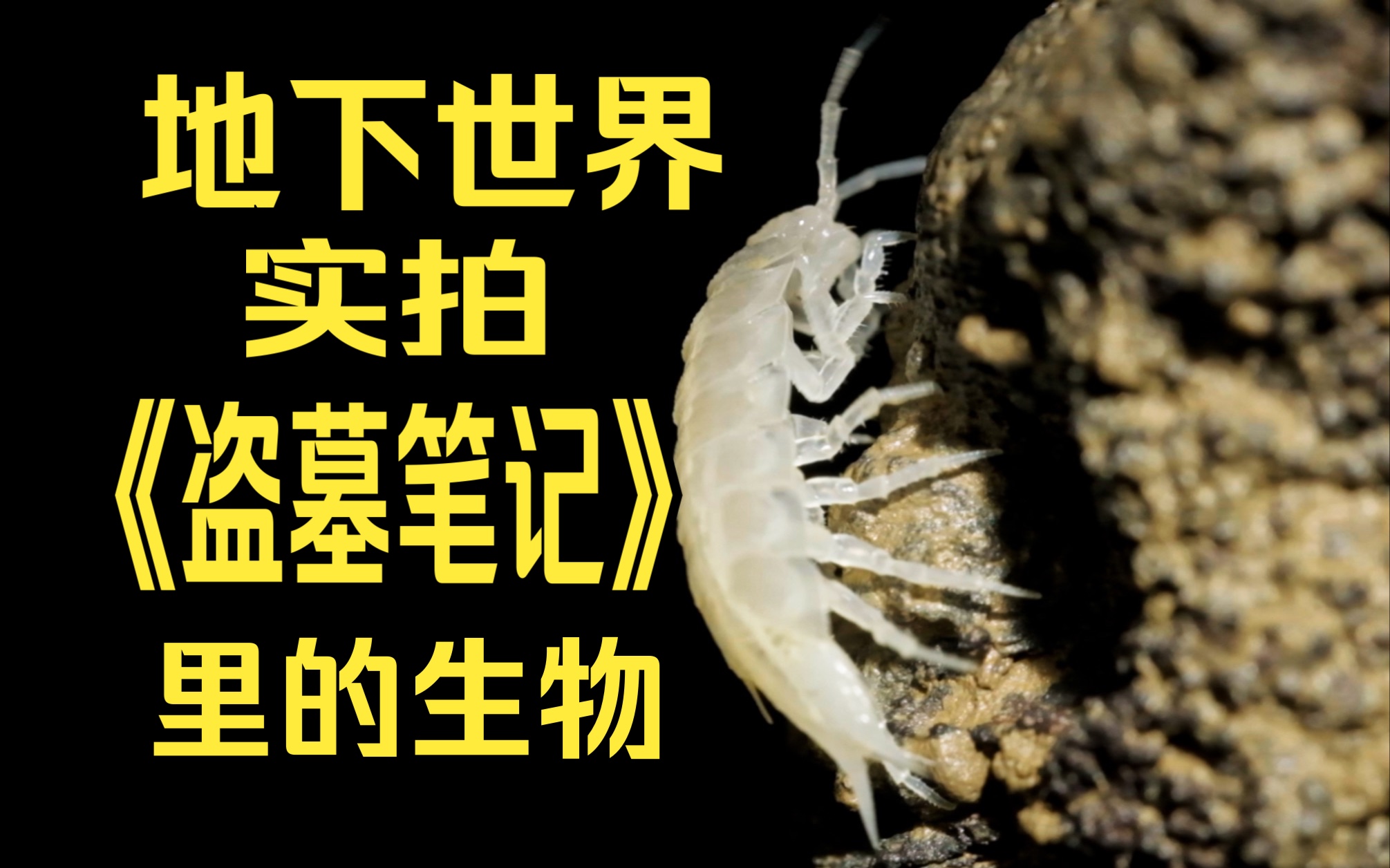 洞穴生物科普向(德式华杆潮虫Trogloniscus deharvengi、洞穴盲步甲) ——桂北洞穴群第五集哔哩哔哩bilibili