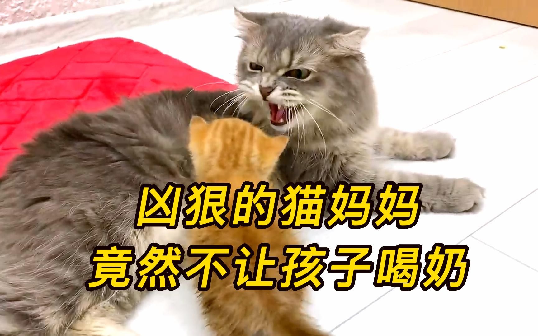 [图]刚结束生产的猫妈妈，竟然不让小奶猫喝奶，背后究竟有何原因呢？