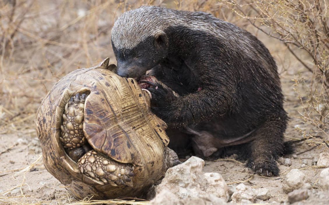 原来它才是乌龟的天敌哪怕乌龟壳再硬翻过来直接开吃