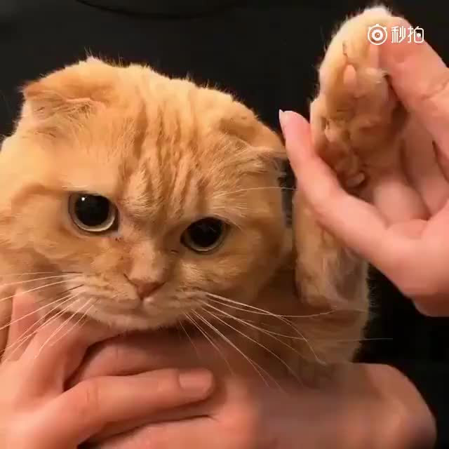 一脸生无可恋的修脚毛,居然这么乖巧