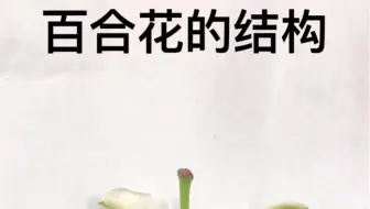 七年级生物，下册，花结构解剖 子房结构解剖
