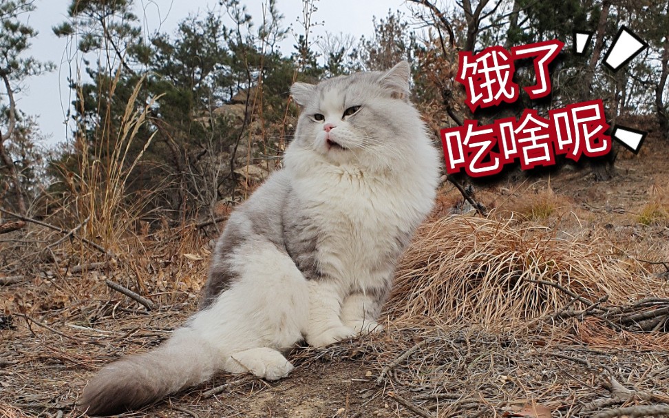 活动  训练一只怂猫爬山有多难.敢不栓绳带猫爬山up胆子忒大惹.