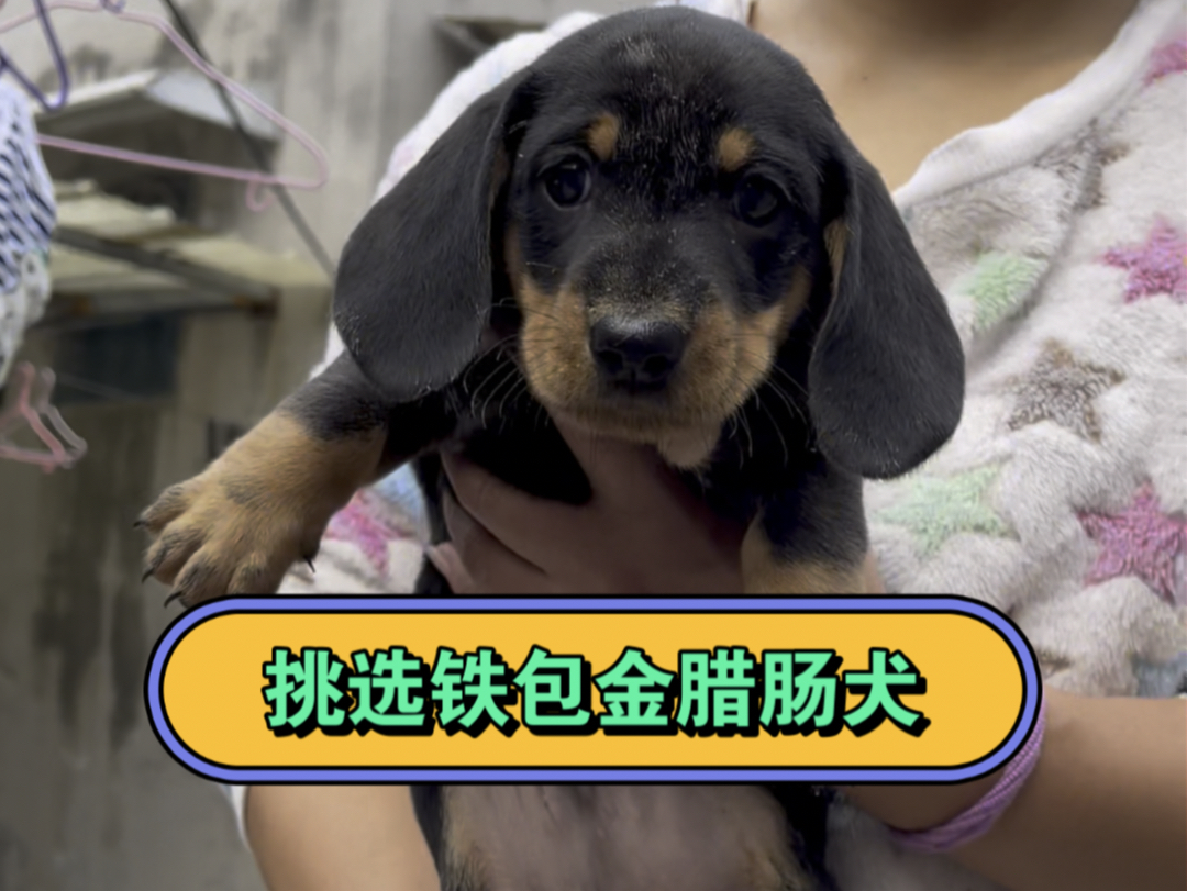 看看我挑的铁包金腊肠,骨架,颜值怎么样?